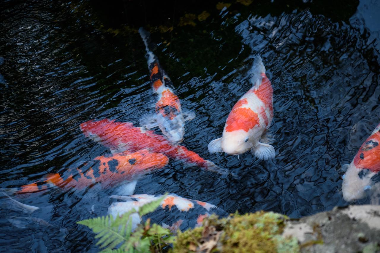 Yunohira Kamiyanagiya Hotel Yufu Buitenkant foto